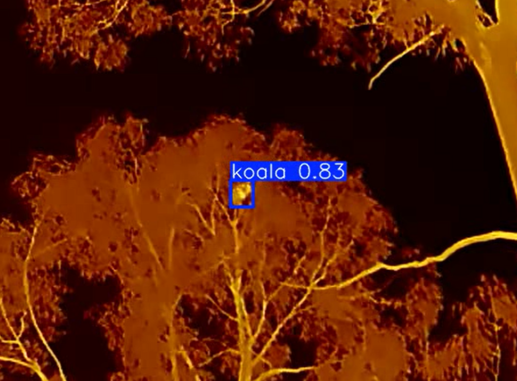 Thermal-based koala detection